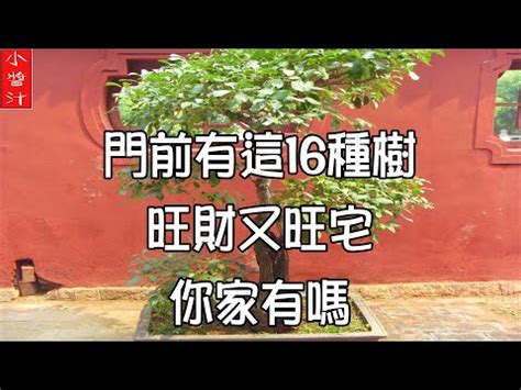 變葉木風水|【變葉木風水】變葉木風水：好運招來，擺放位置大公。